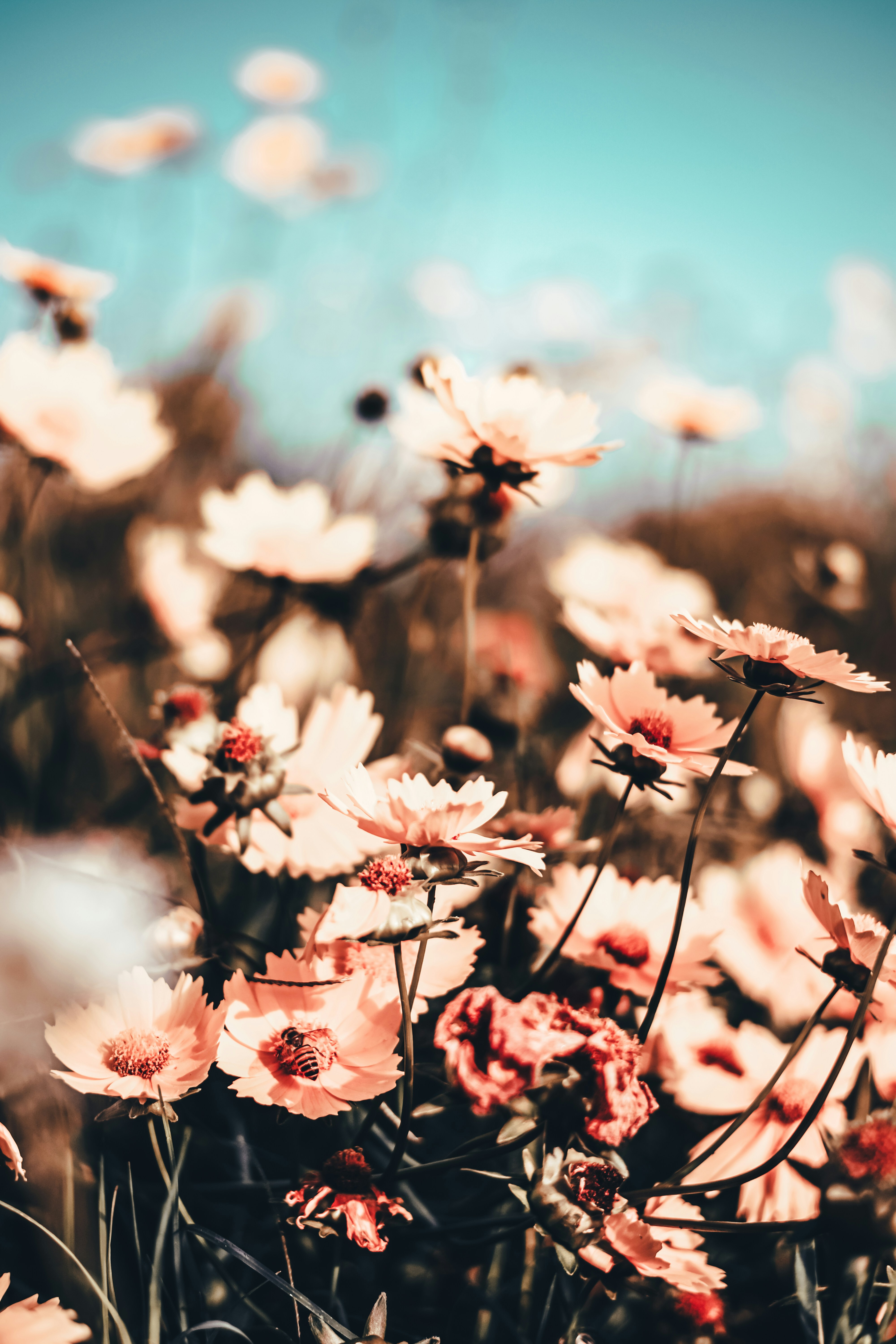White And Pink Cherry Blossom Flowers In Bloom During Daytime Photo Free Plant Image On Unsplash