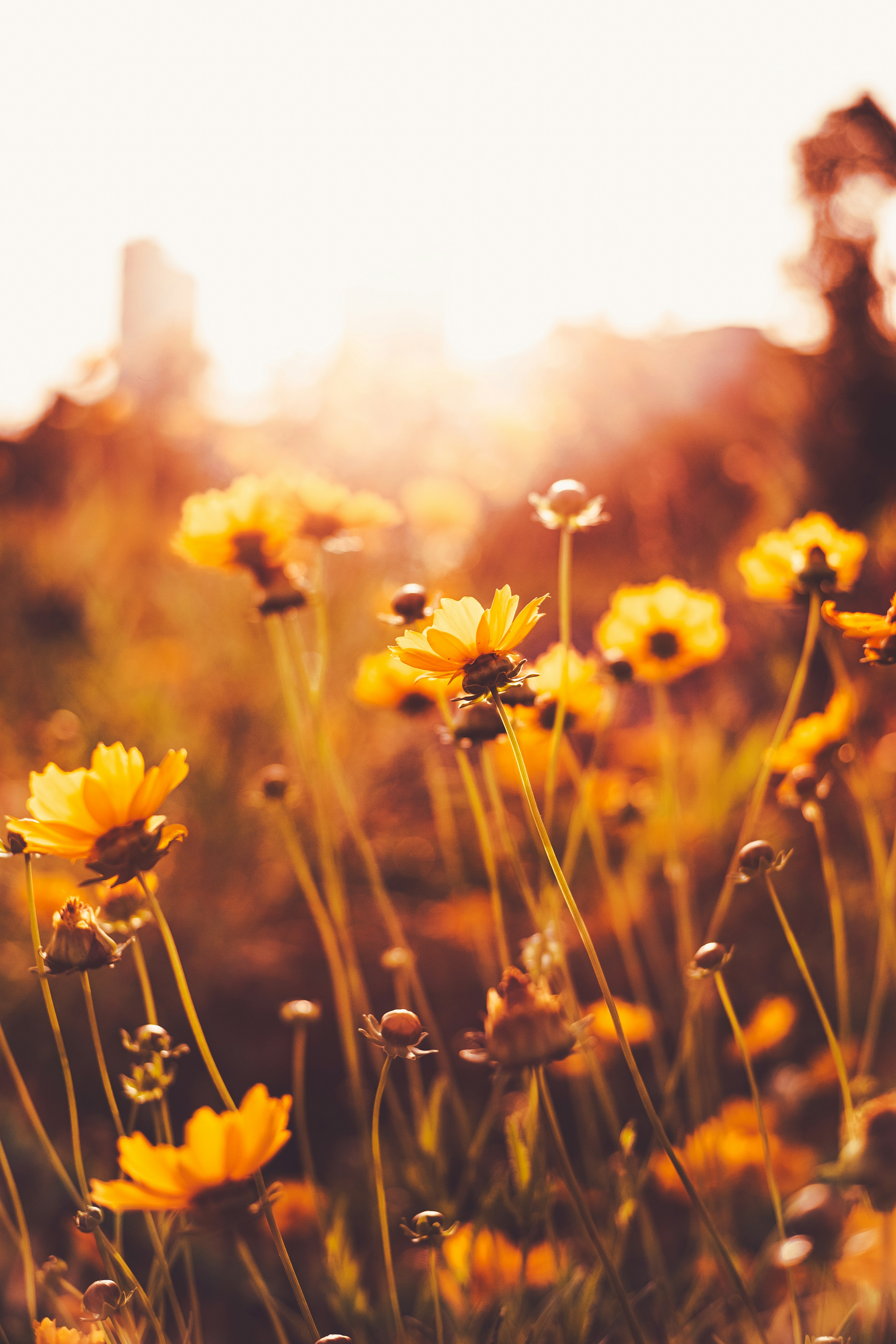 Photo by xiexianghua