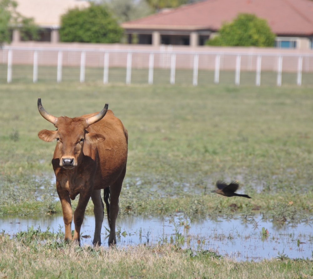 brown cow on green grass field during daytime