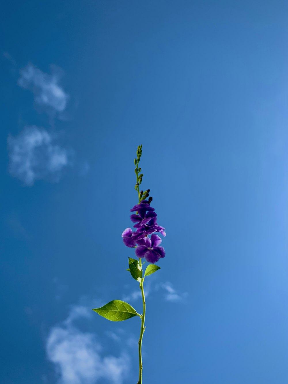 purple flower under blue sky