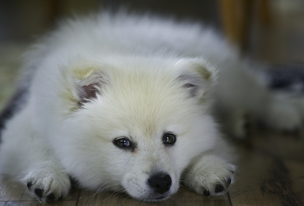 petit chien blanc à poil long