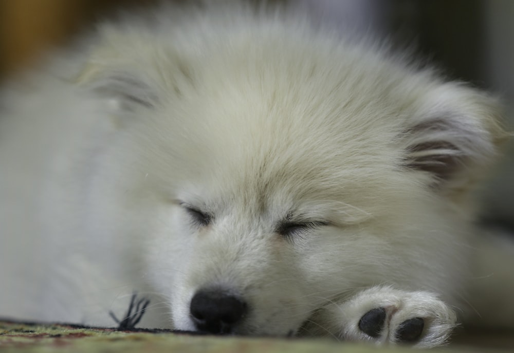 white long coated dog on brown wooden table