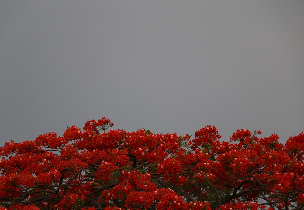 red leaf tree under gray sky