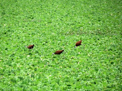 An elegant travel guide pointing out rare bird species to a small group in a pristine forest.