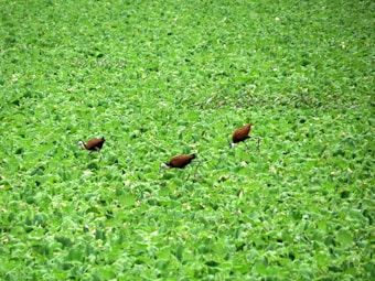 Three birds with long legs and distinct plumage walk gracefully across a dense carpet of vibrant green foliage. Their feathers appear brown and white, contrasting with the lush greenery of the leaves.