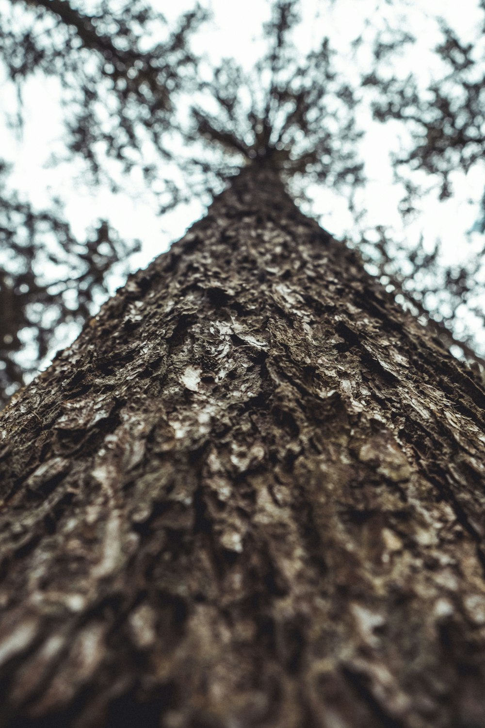 brown tree trunk during daytime