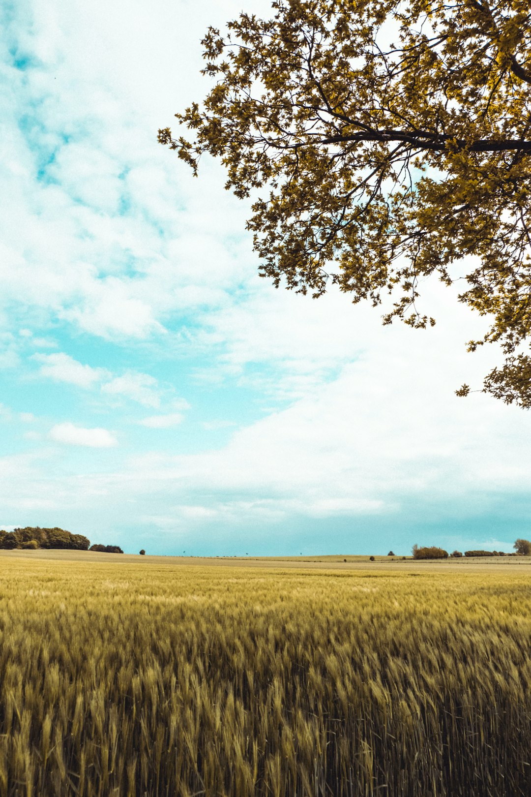 green grass field under blue sky during daytime