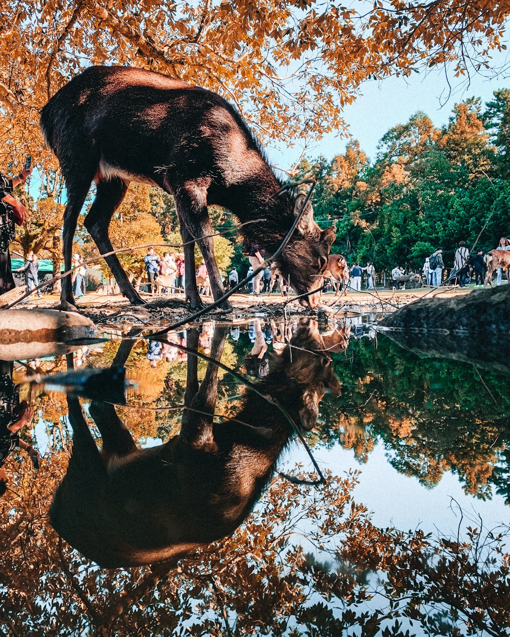 brown horse drinking water on lake during daytime