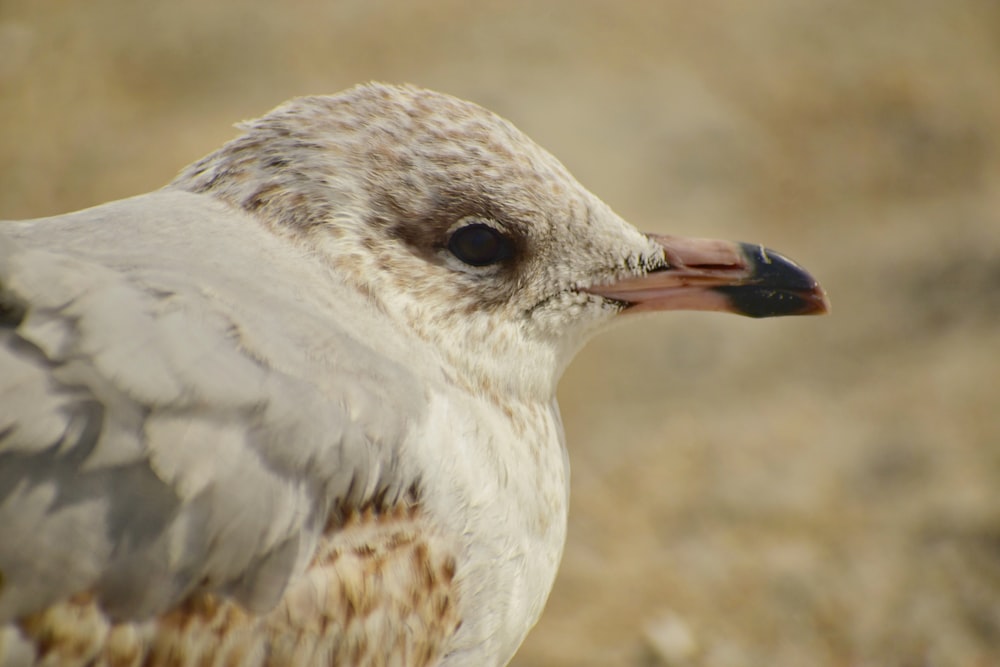 white and brown bird on brown rock