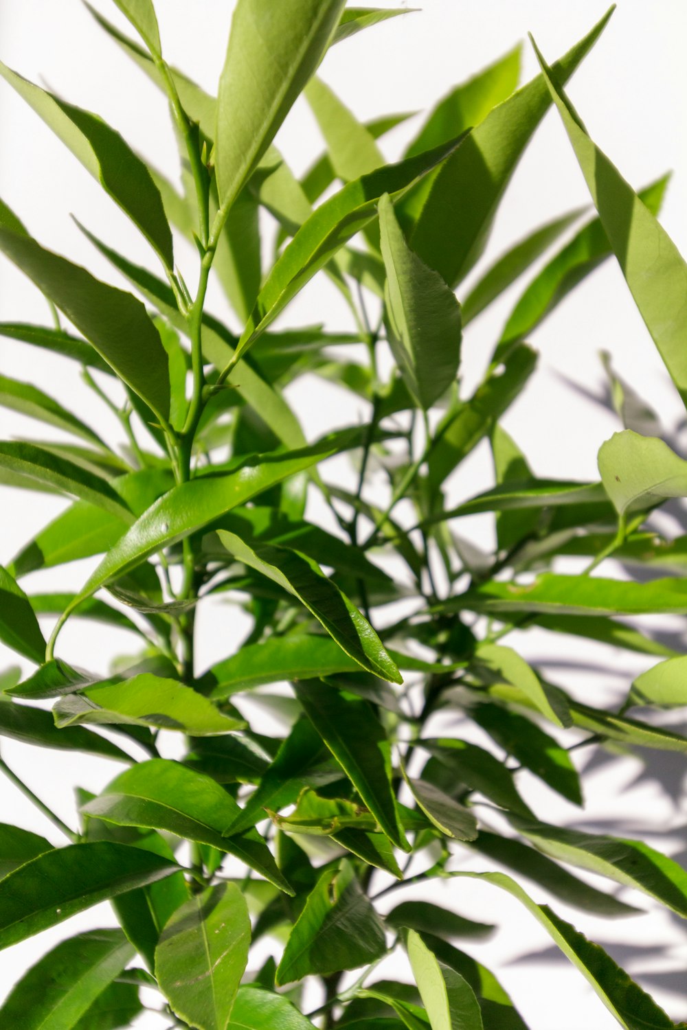 green leaves in close up photography