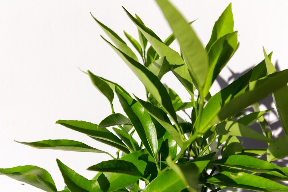 green leaves on white background