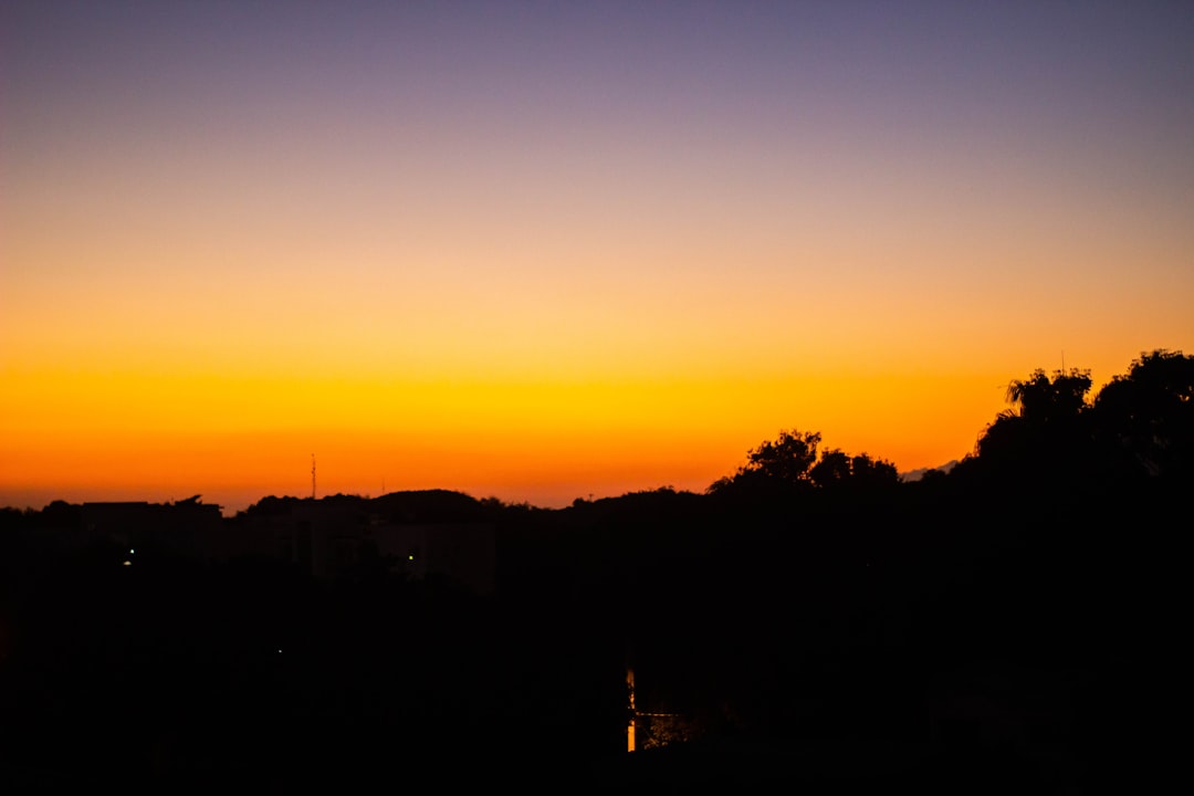 silhouette of trees during sunset