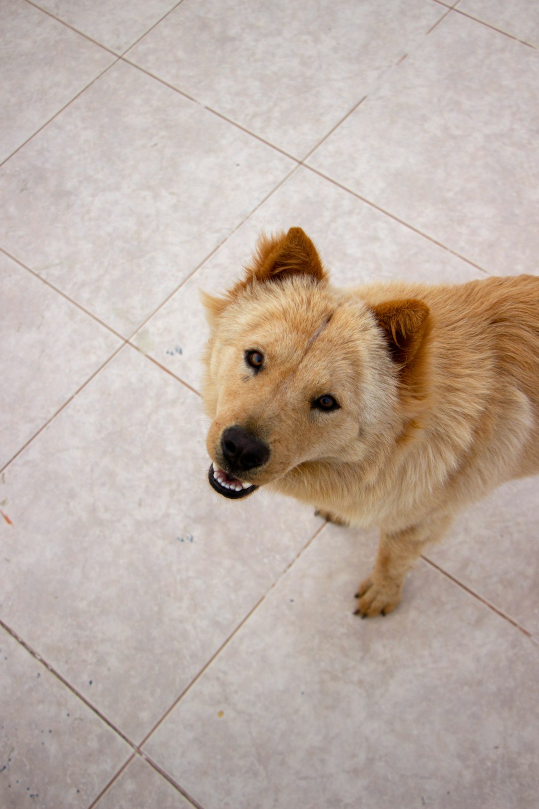 brown short coated dog on white ceramic floor tiles