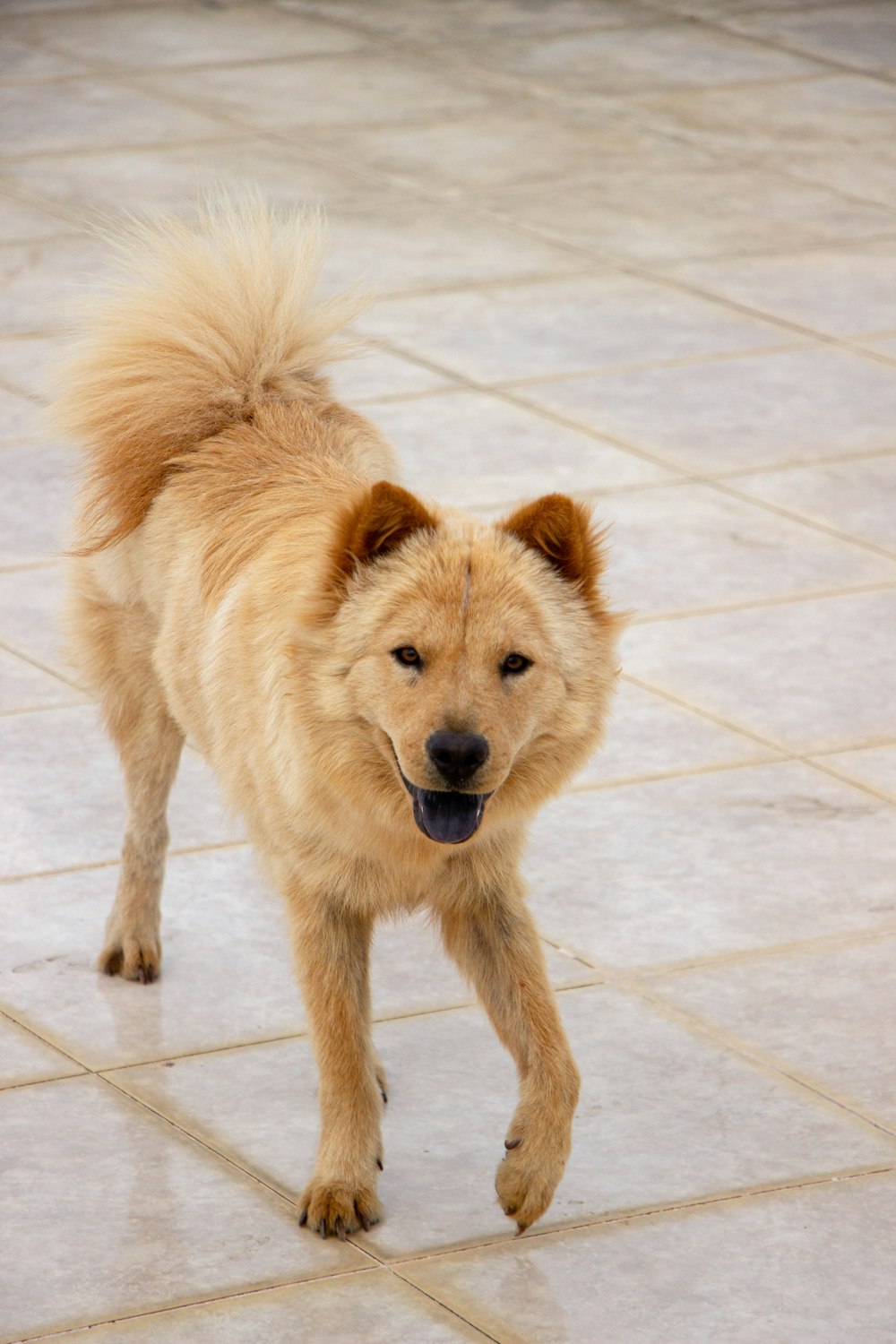 brown long coated dog on white ceramic floor tiles
