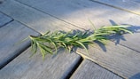 A sprig of rosemary lies on a wooden surface, casting a shadow. The wood has a weathered, grey appearance, and the herb's leaves are a vibrant green.