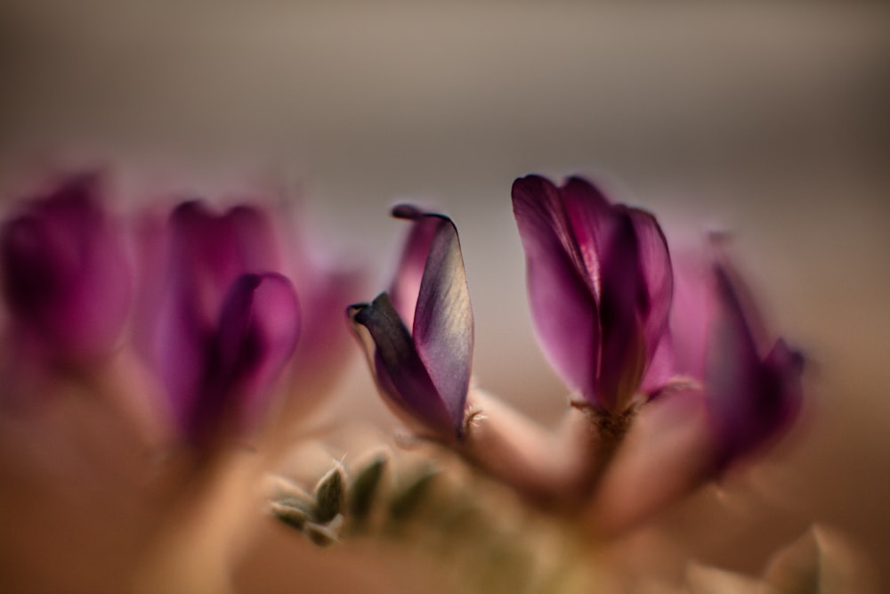 purple flower in macro shot