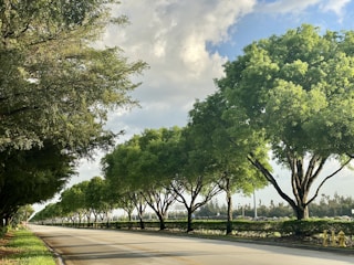 Volunteers planting trees along a scenic road.