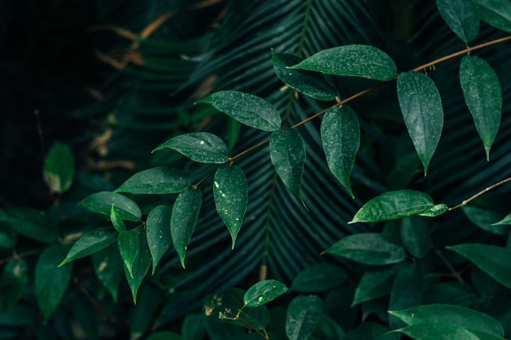 green leaves with water droplets