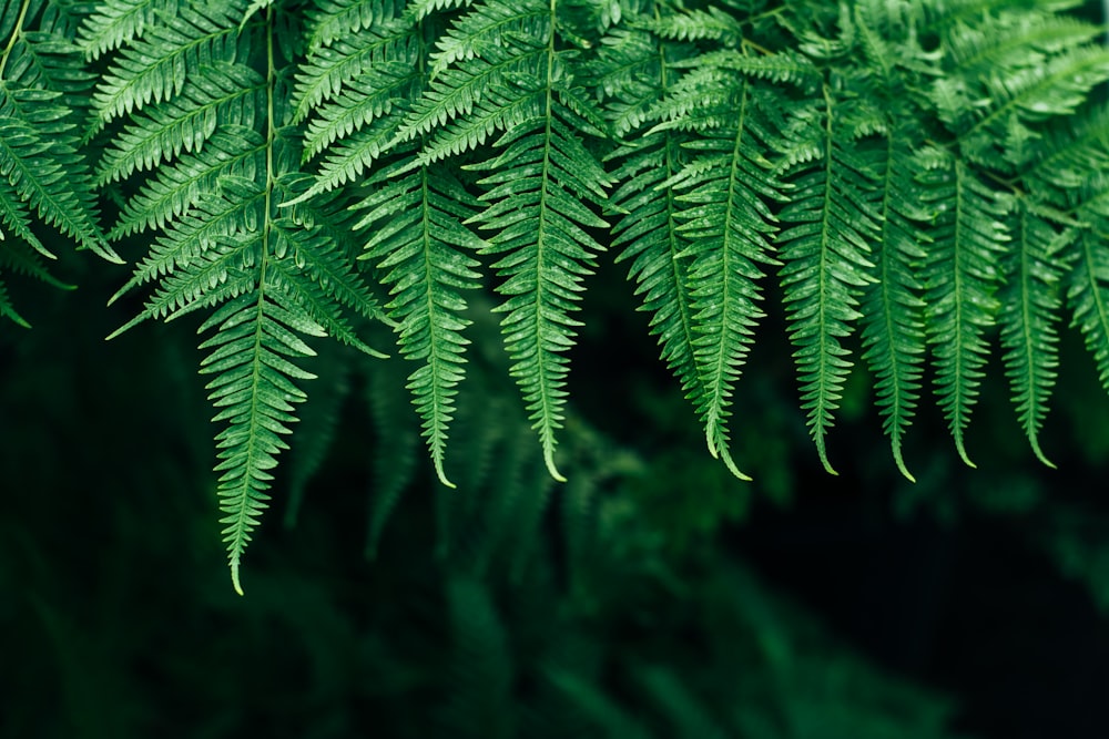 green fern plant in close up photography