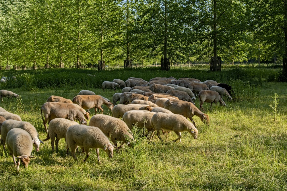 herd of sheep on green grass field during daytime