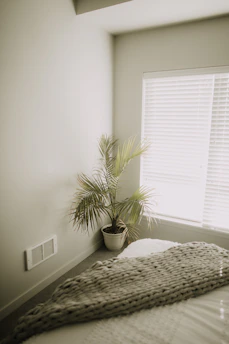 A serene indoor palm plant in a luxurious gold planter by a sunlit window.