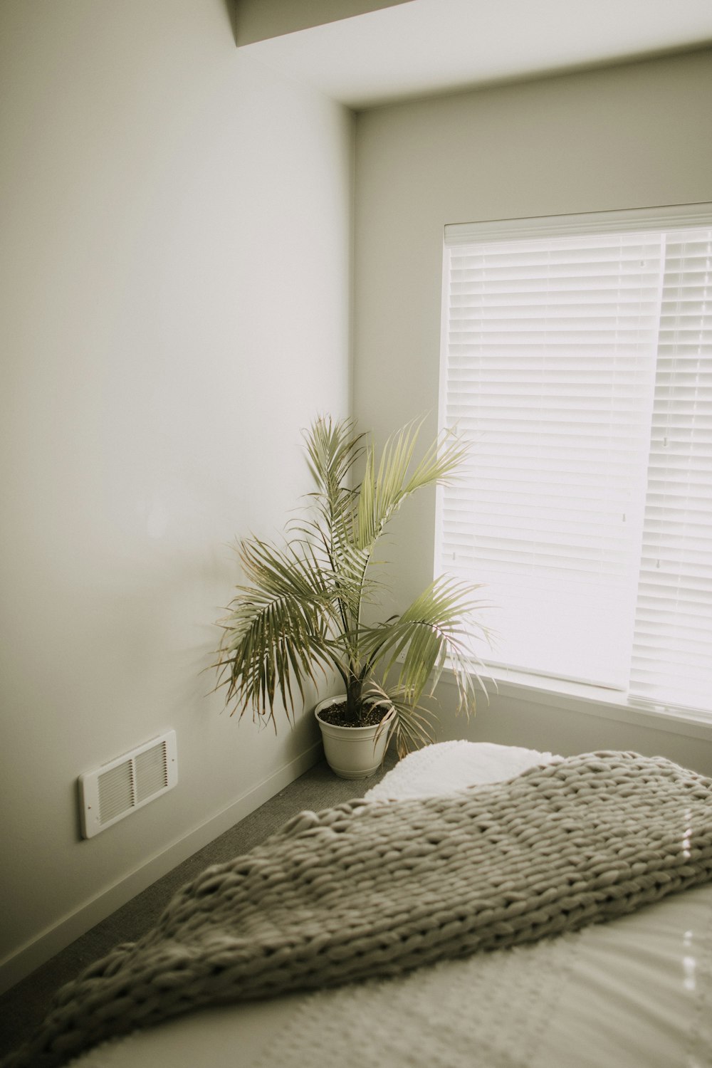 green plant on white ceramic pot