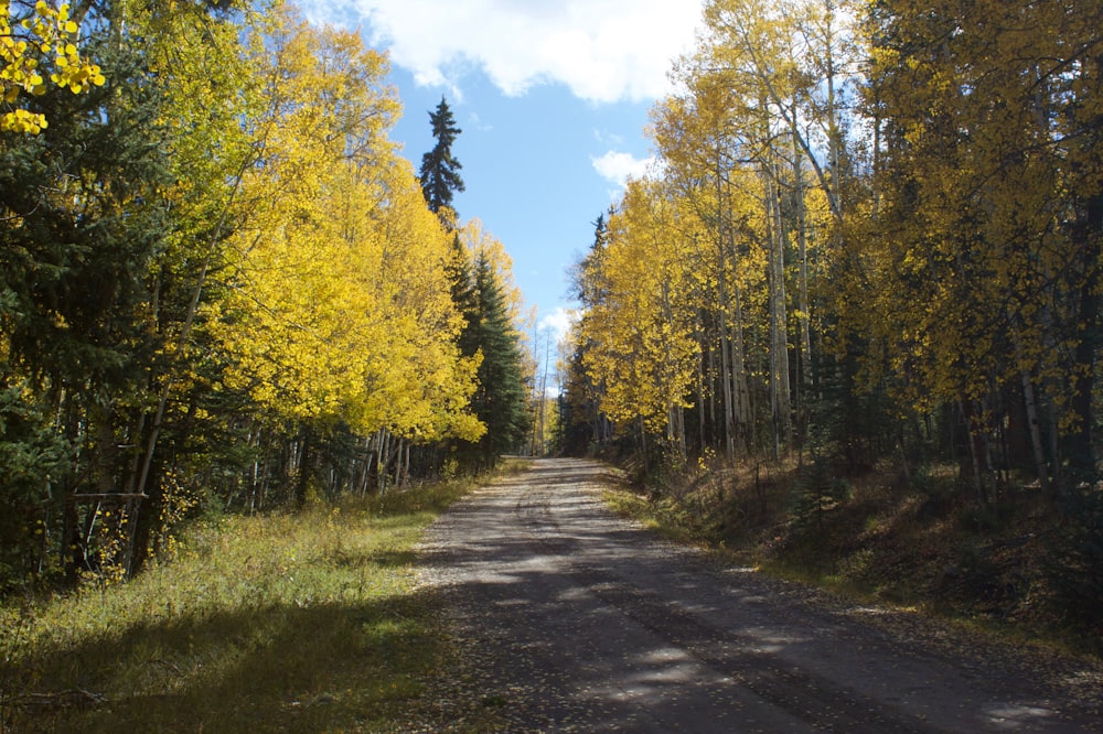 gray concrete road between green trees under blue sky during daytime