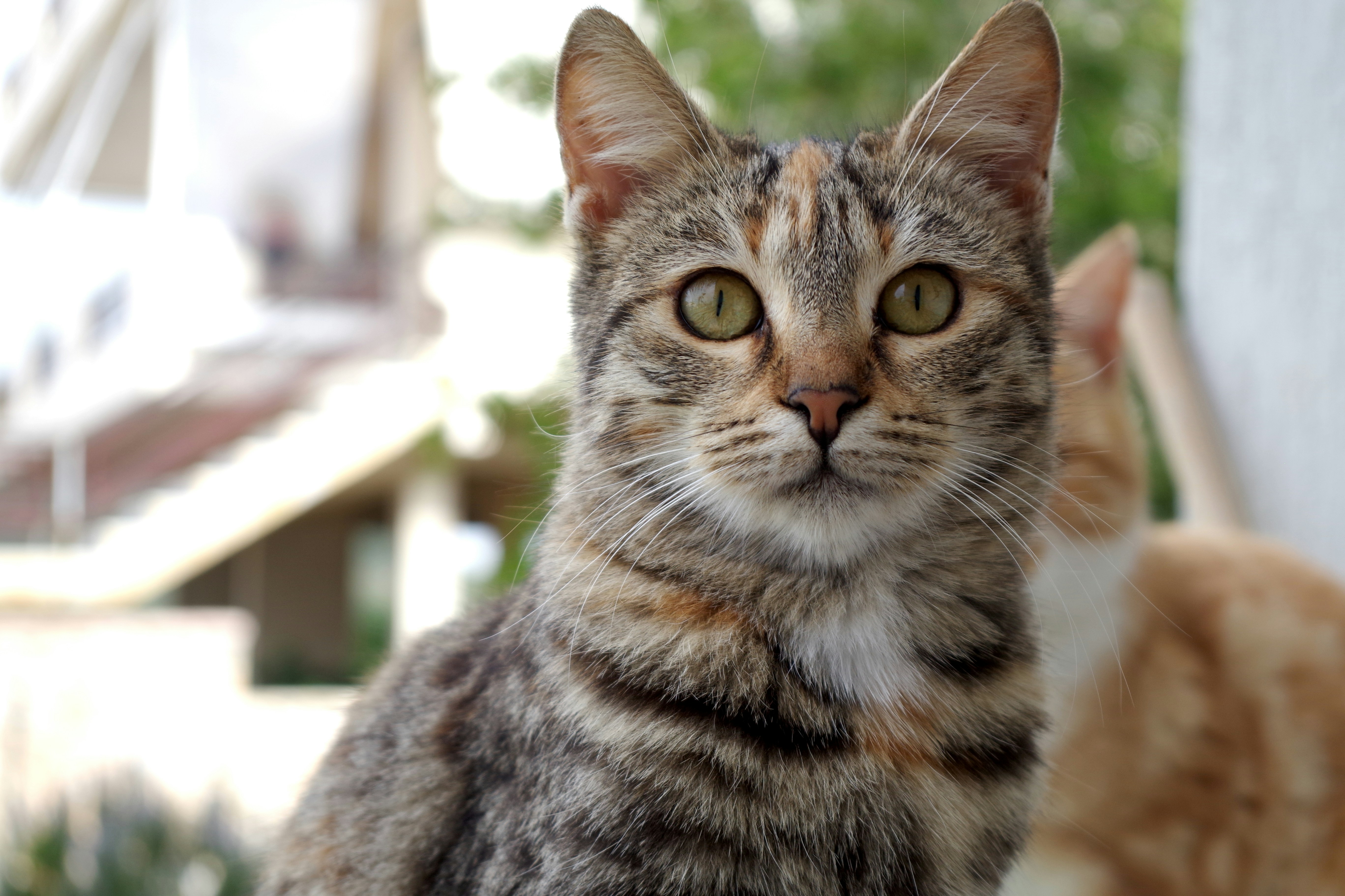 brown tabby cat in tilt shift lens