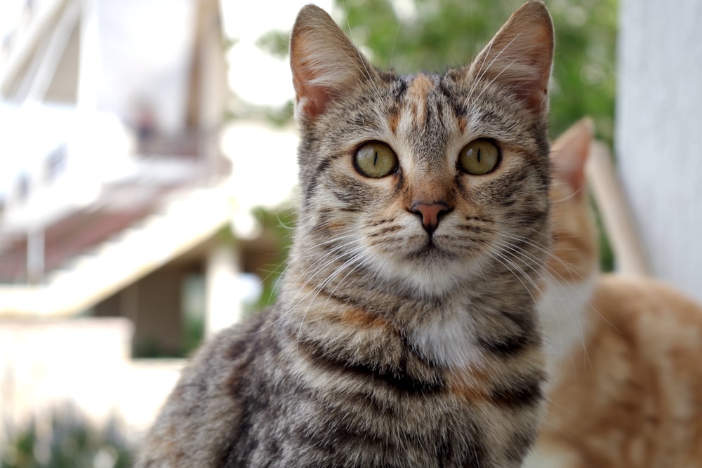 brown tabby cat in tilt shift lens