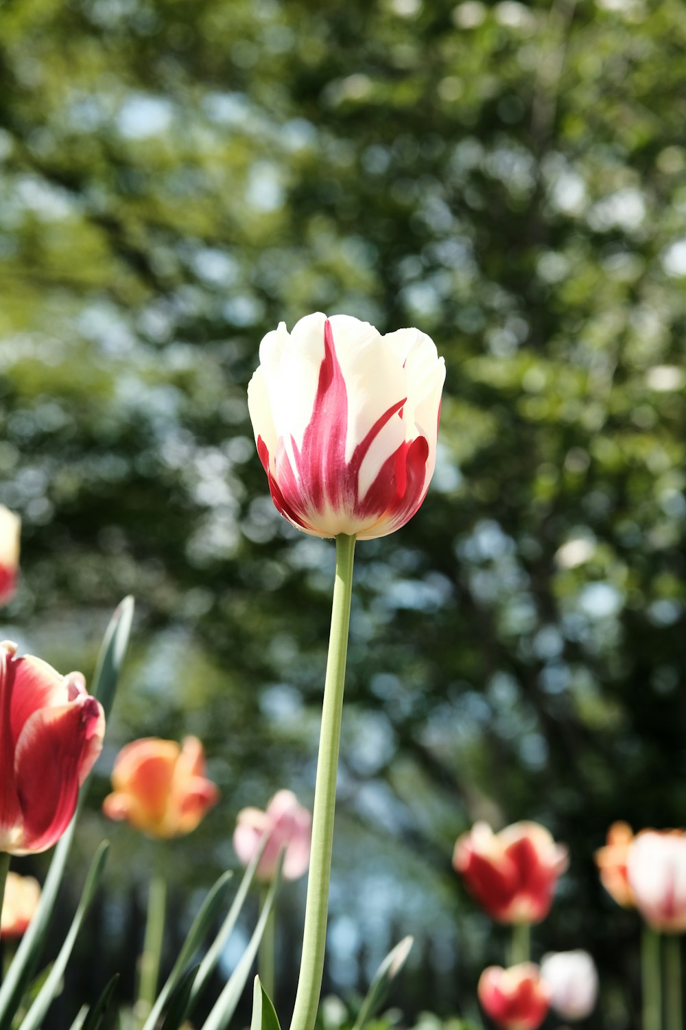 tulipe rose et blanche en fleur la photo en gros foto – Pianta Immagine  gratuita su Unsplash