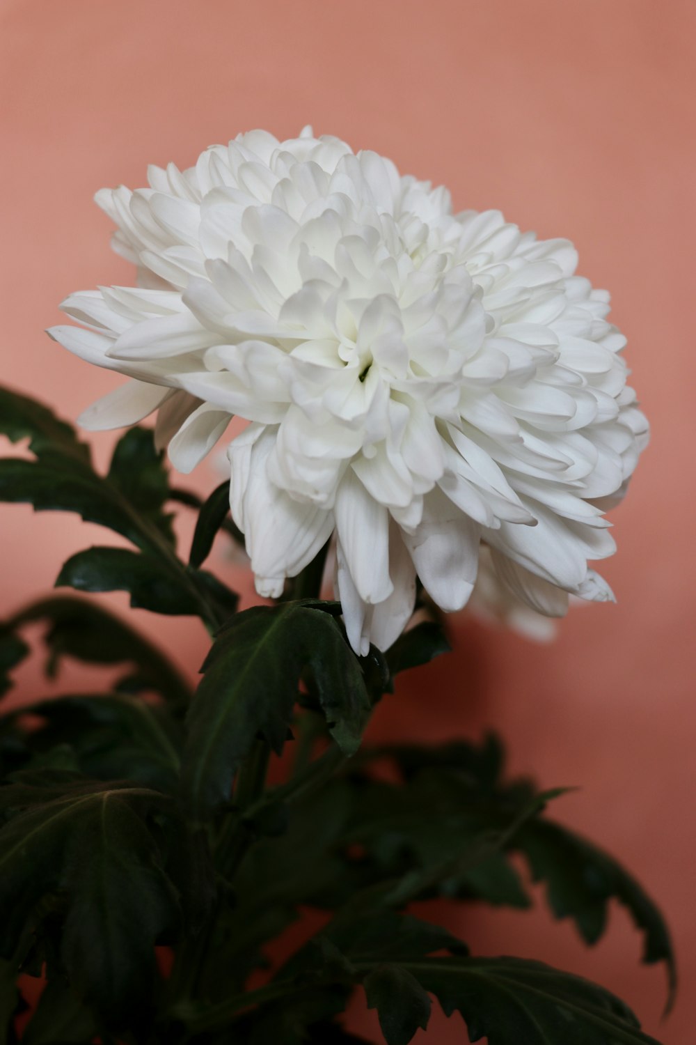 매크로 샷의 흰색 꽃