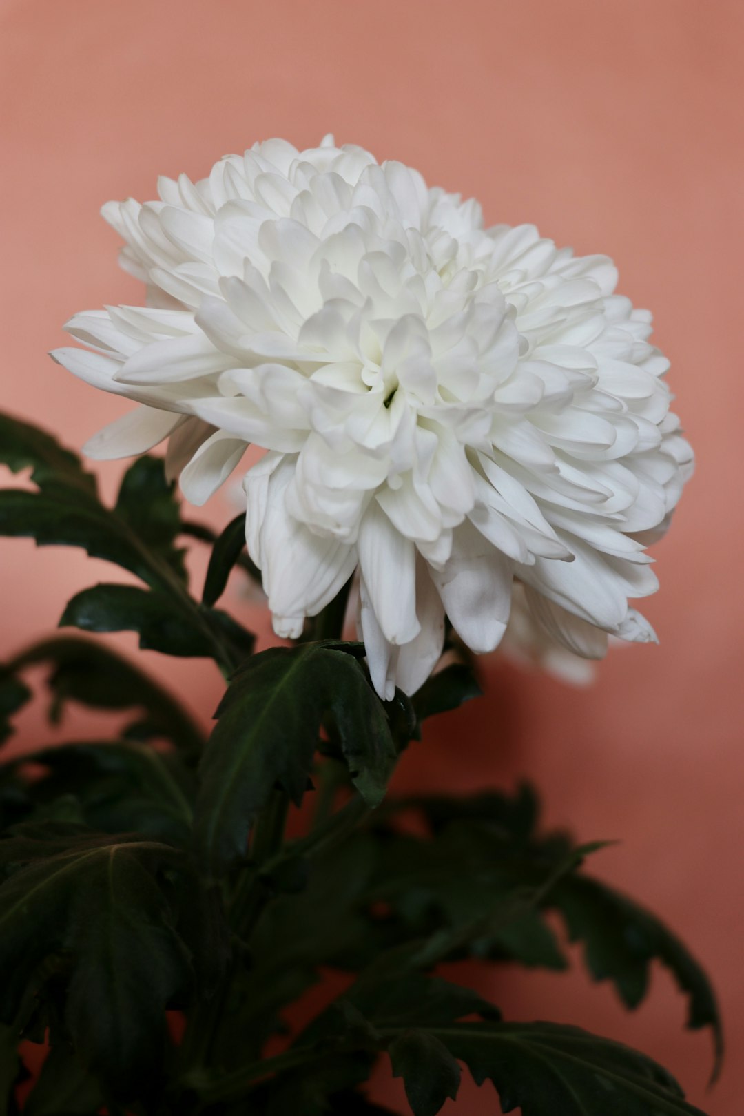 white flower in macro shot