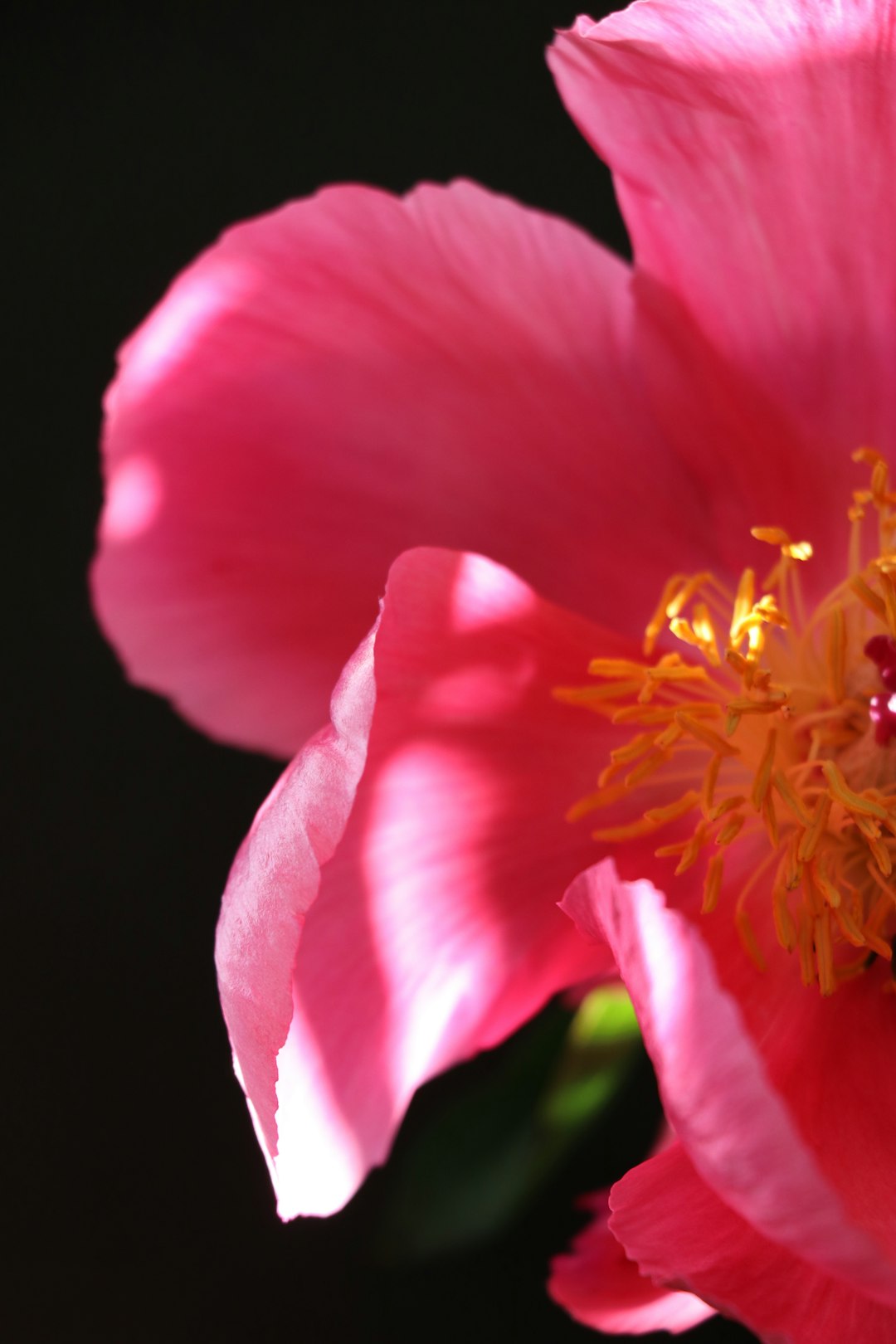 pink flower in macro shot