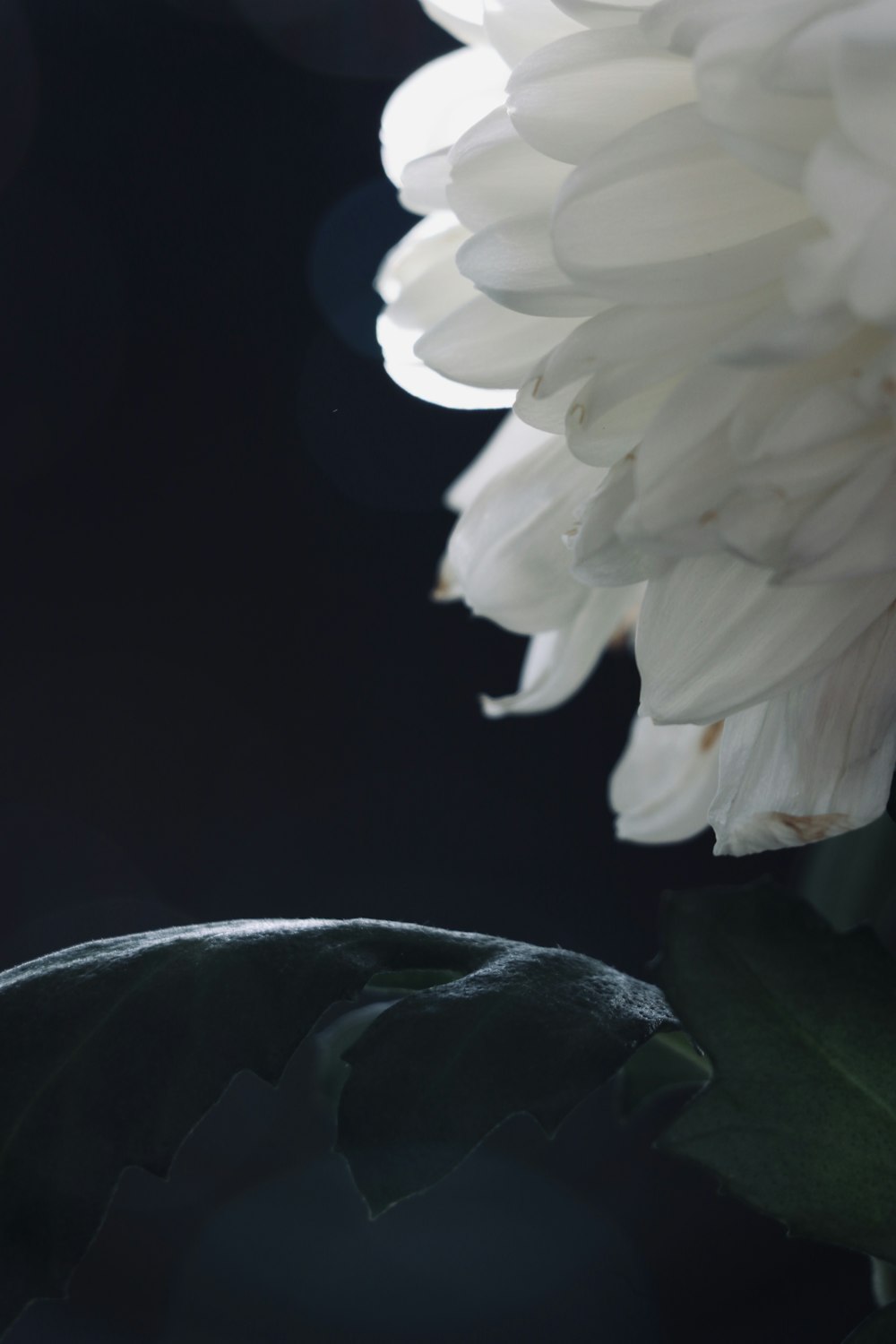 white flower with green leaves