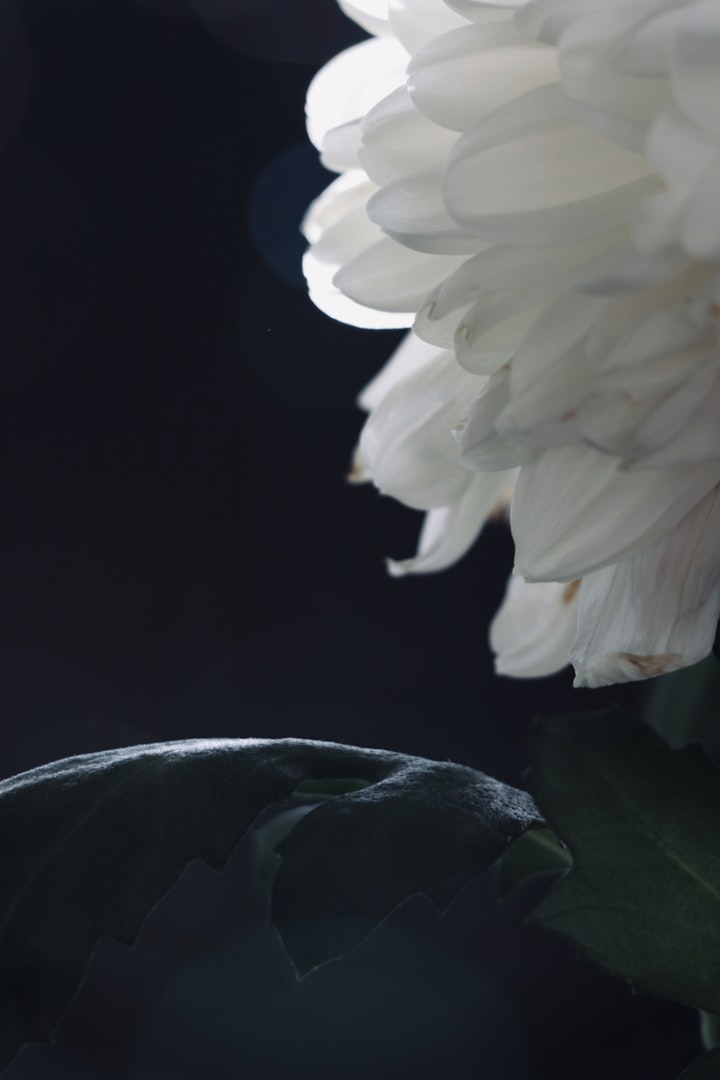 chrysanthemum