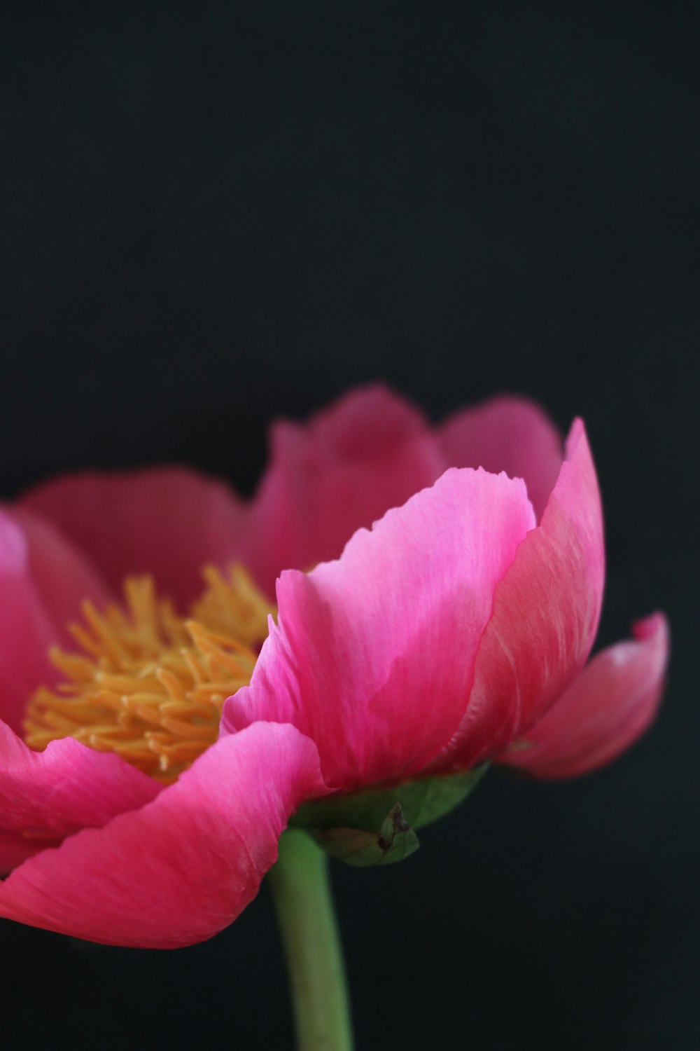 pink rose in bloom close up photo