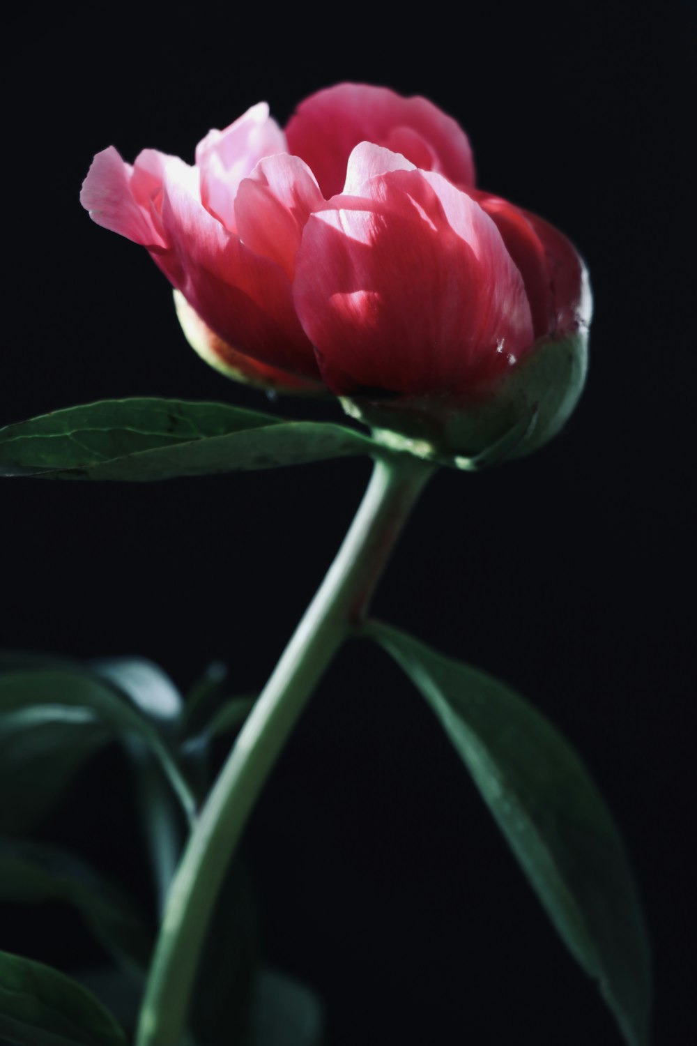 pink flower in tilt shift lens