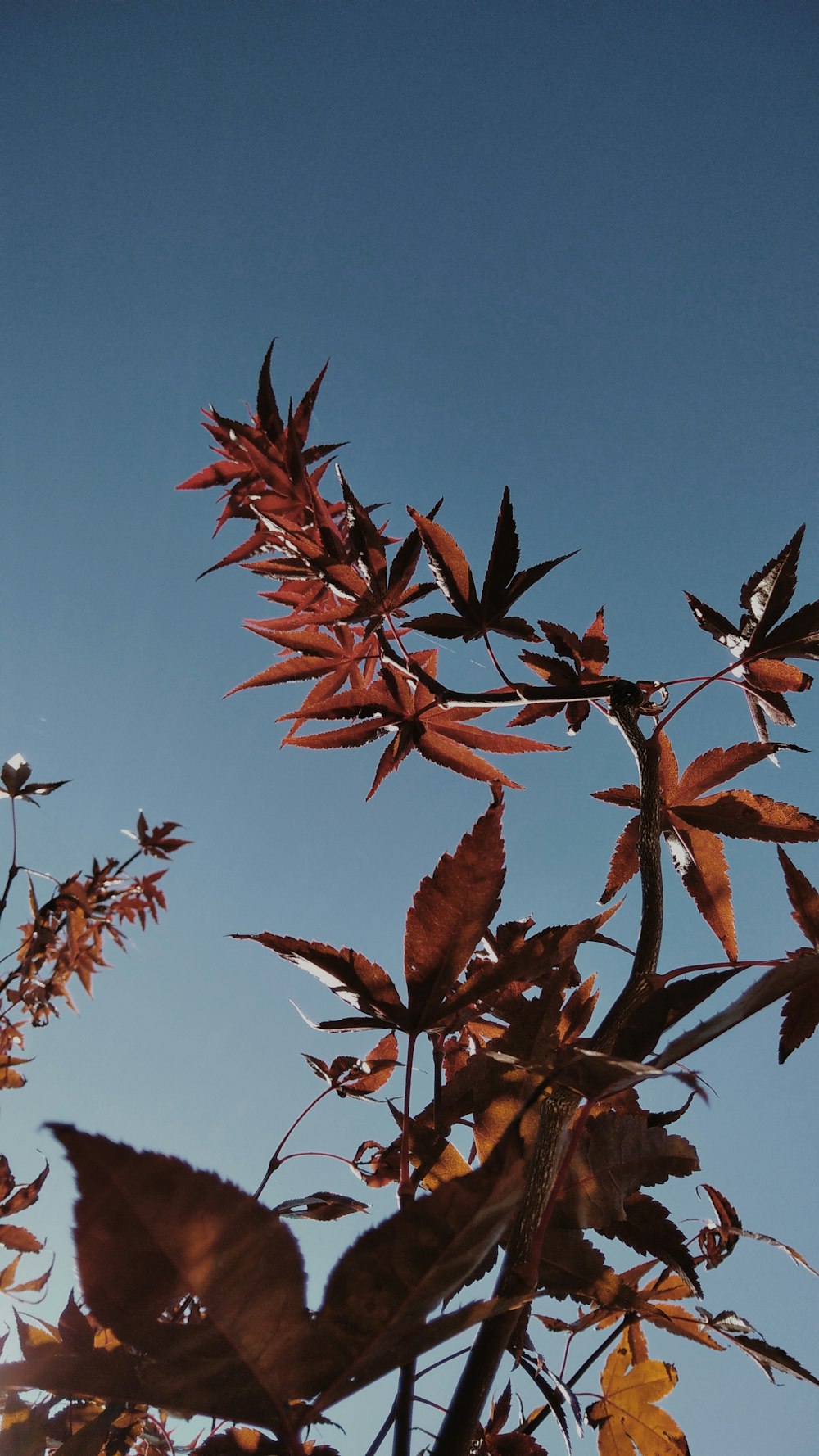 red leaves on tree branch