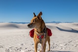 A dog stands on a vast expanse of white sand dunes, wearing a red backpack and looking off into the distance. The sky is clear and blue, and there are faint mountain ranges visible on the horizon.