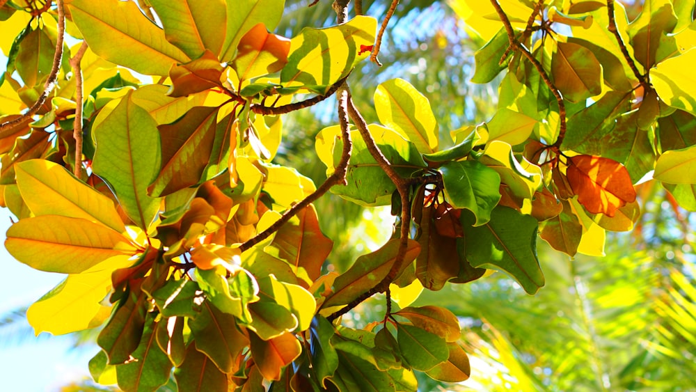 昼間の緑と茶色の葉