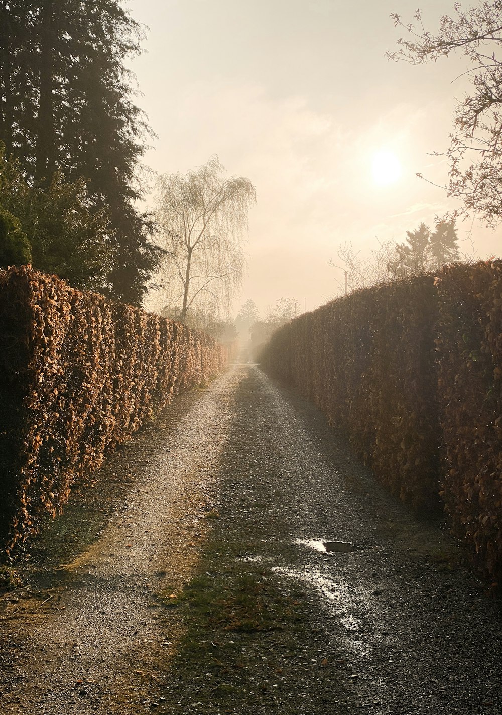 gray pathway between brown trees