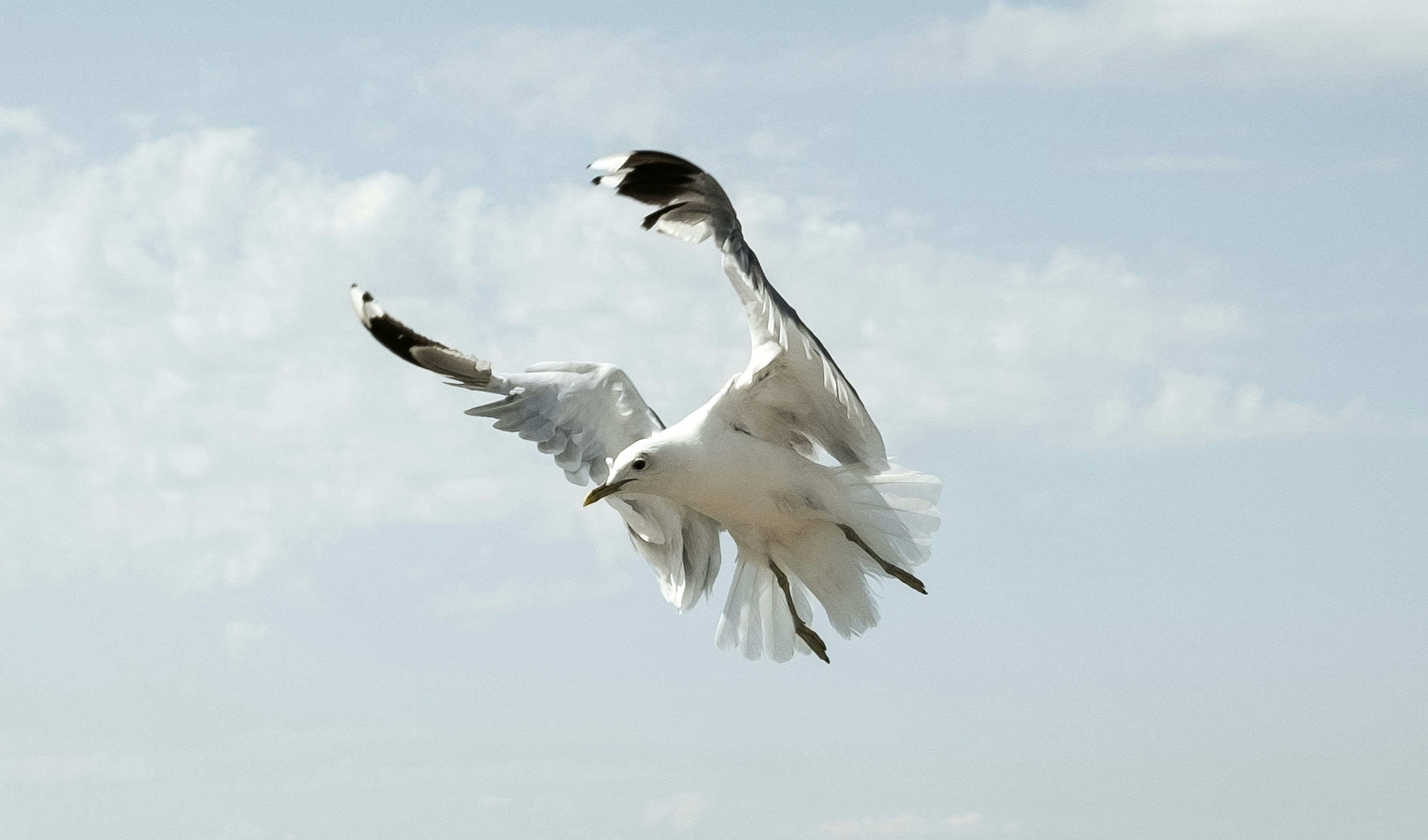 Vtáky: Hitchcockova desivá klasika