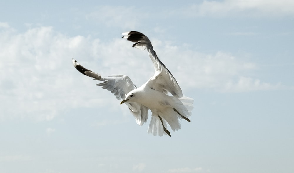 white and black bird flying under white clouds during daytime