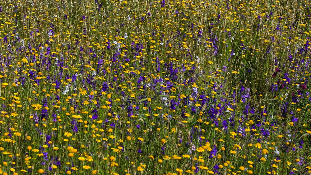 champ de fleurs jaunes et violettes