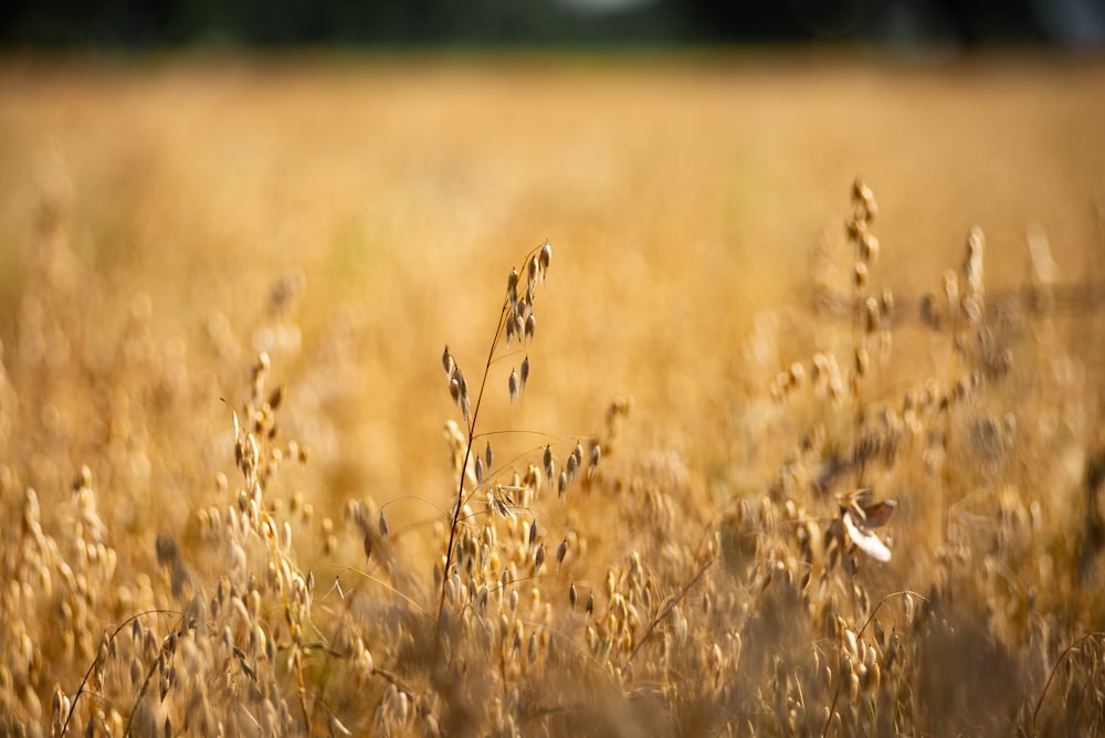 campo di erba marrone durante il giorno