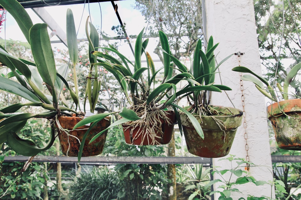 green potted plant on brown clay pot