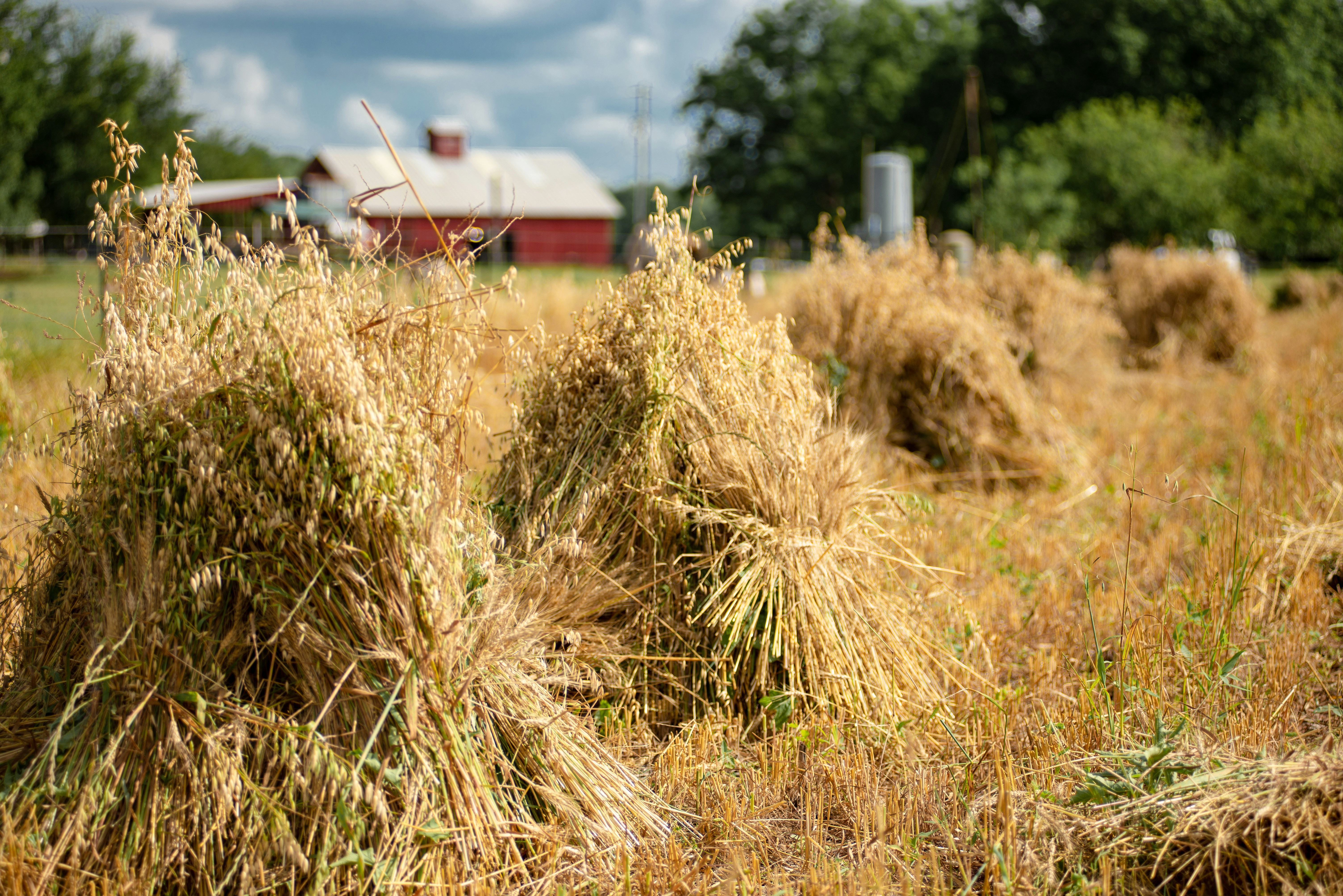 Photo by davidholifield