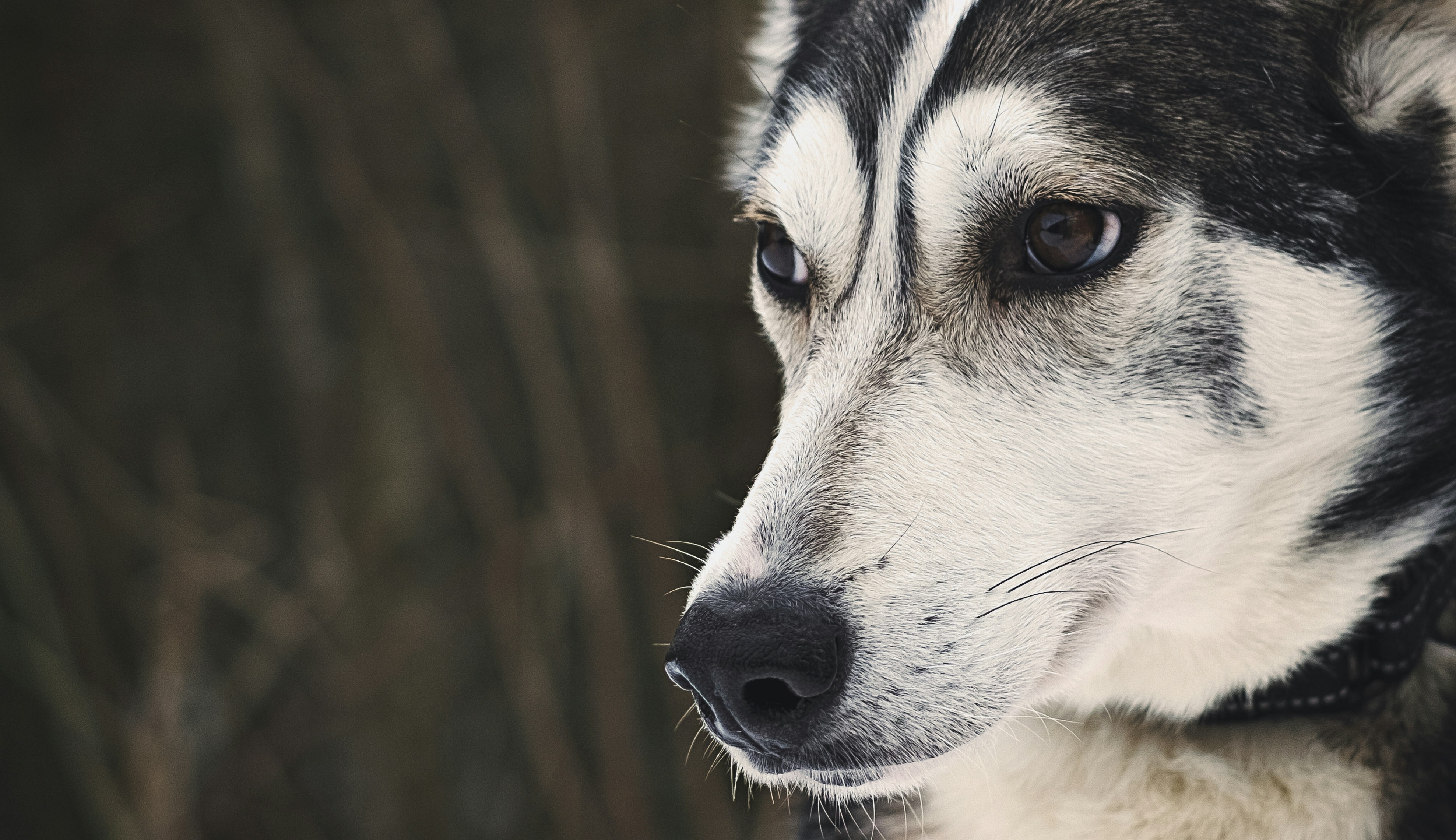 Husky siberiano in bianco e nero foto – Immagine gratis di Foresta su  Unsplash, image size:3000x1731
