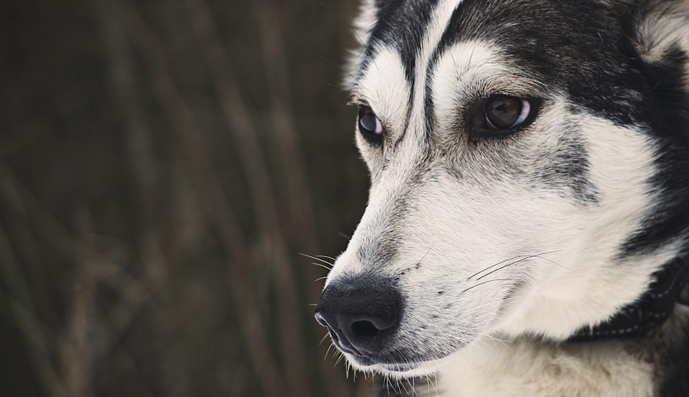 black and white siberian husky