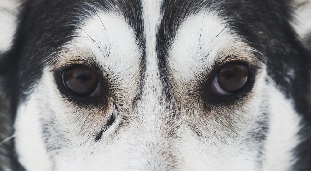 white and black siberian husky